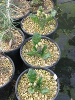 Individually Potted Mandrake Plants