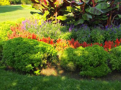Minette Dwarf Basil Plants In Flower Garden