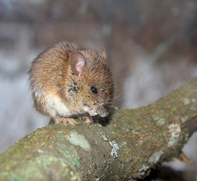 Mouse Sitting On A Tree Branch