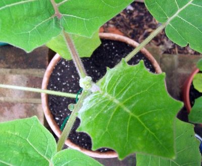 Naranjilla Plant Growing In A Container