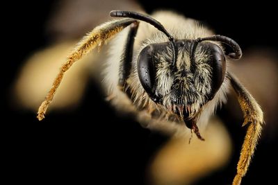 Close Up Of A Bee