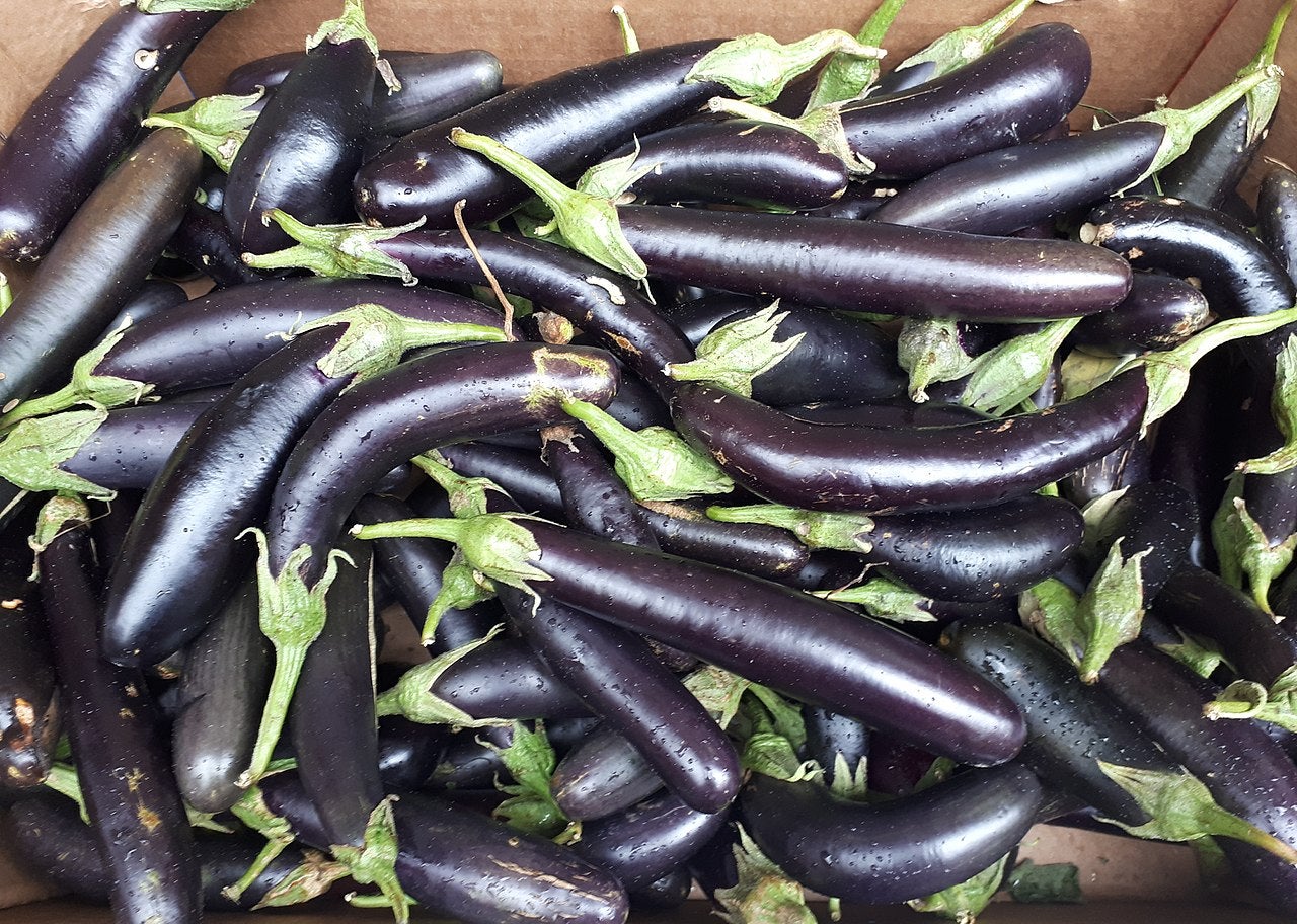 What Are Orient Express Eggplants: Eggplant ‘Orient Express’ Growing Info
