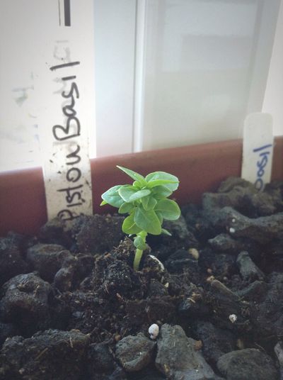 Seedling In A Container With Pistou Basil Label