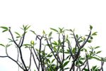 Improving Growth of Plumeria Branch