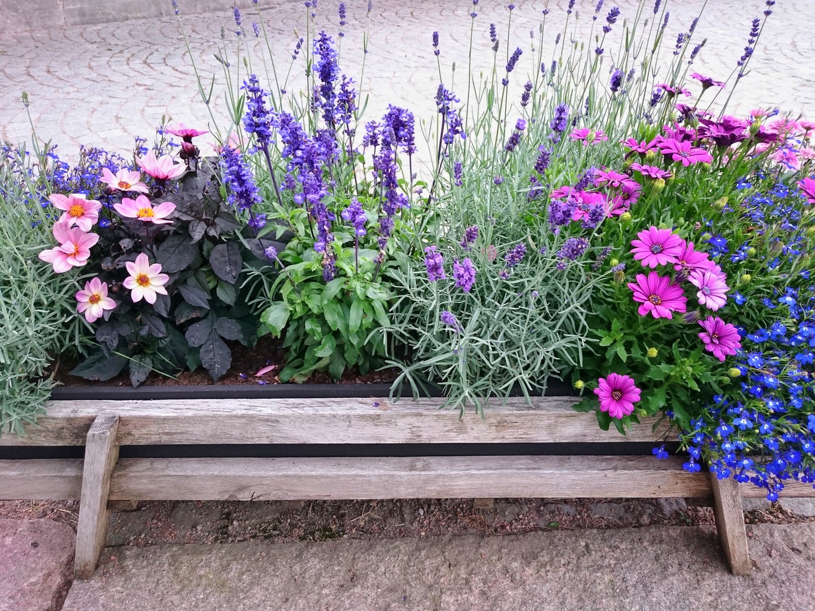 Container Grown Cottage Gardens – Choosing Cottage Garden Plants ...