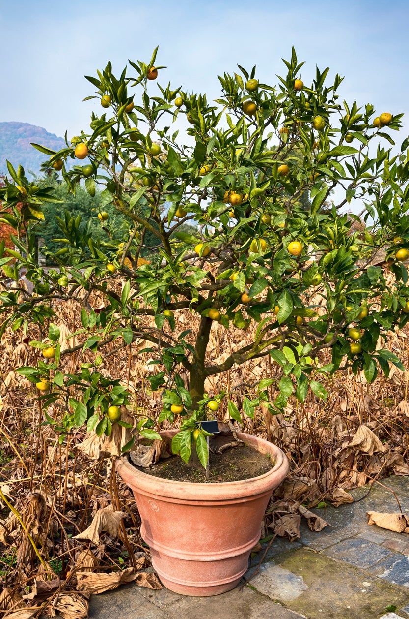 potted fruit tree