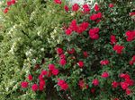 Rose Hedges