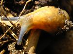 Slug On Compost Soil