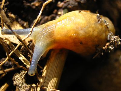 Slug On Compost Soil