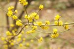 Yellow Flowered Spicebush Plant