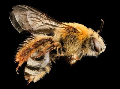 A Squash Bee