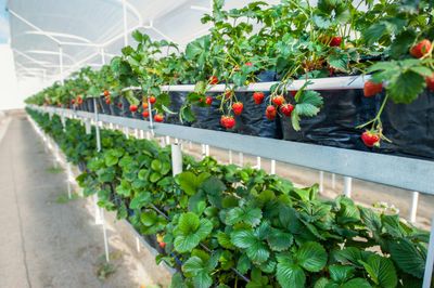 Strawberries Growing In A Greenhouse