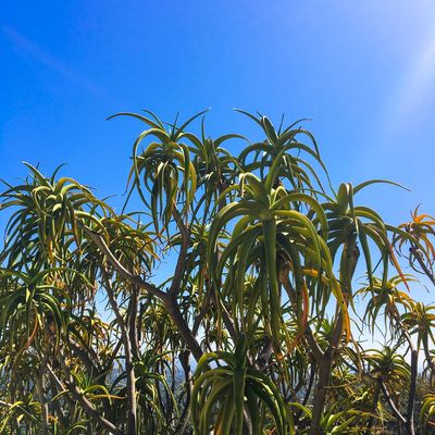Several Tree Aloes