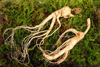Uprooted Wild Ginseng Herbs