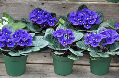 Individually Planted African Violet Leaves