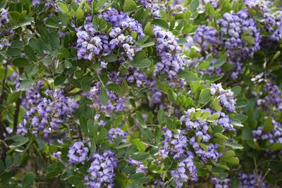 Purple Flowered Texas Mountain Laurel Bush