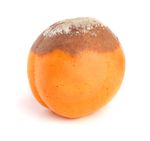 apricot rot
