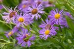 Powdery Mildew on Purple Aster Flowers