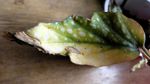 Leaf Spots On Begonia Leaf