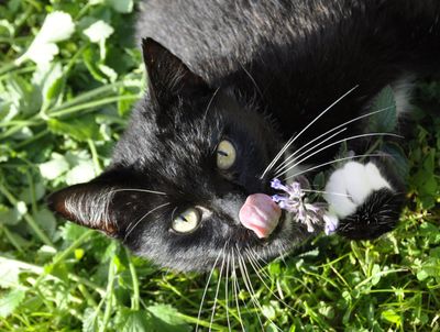 Black Cat With Catnip In The Garden