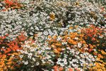 White And Orange Creeping Zinnia Flowers