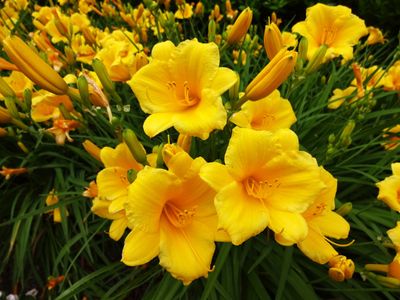 Bright Yellow Daylilies