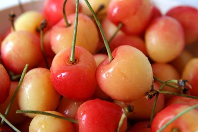 Bowl Of Early Robin Cherries