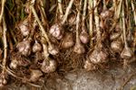 Pile Of Not Formed Garlic Cloves