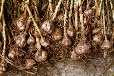 Pile Of Not Formed Garlic Cloves
