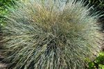 Ornamental Grass Sphere