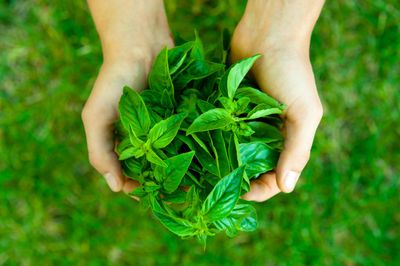 Picking and Harvesting Basil Herbs