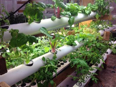 DIY PVC Pipe Vegetable Garden