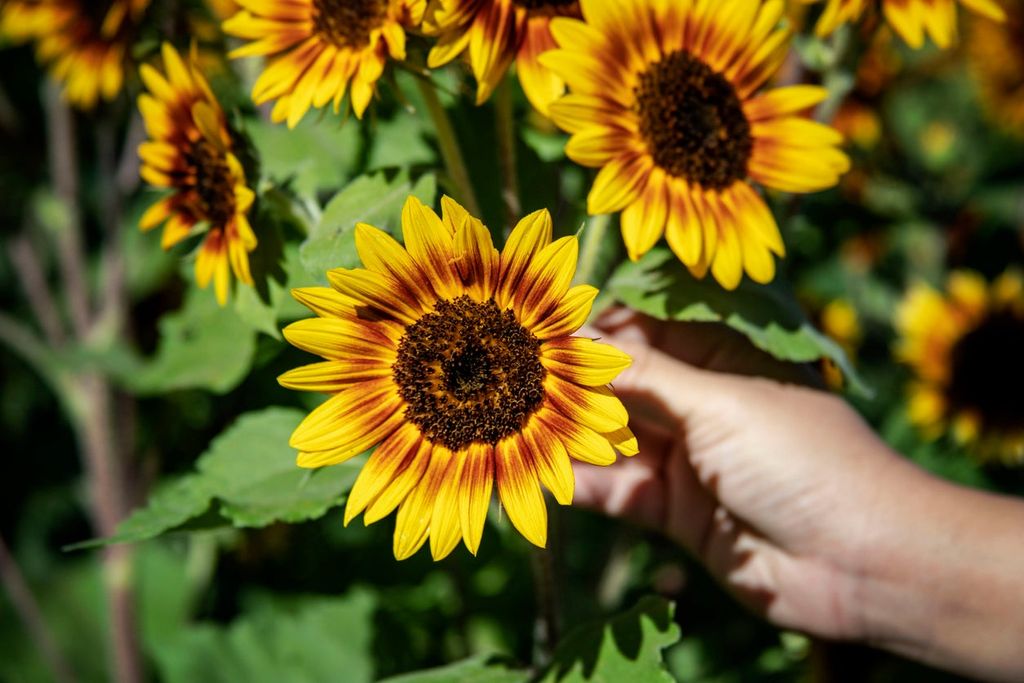 A hand holding a sunflower