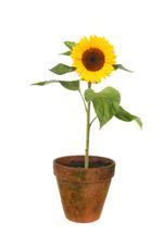 Potted Sun Flower