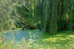 Large Overhanging Tree Branches Over An Algae Covered Pond