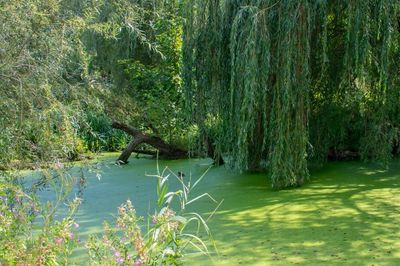 Large Overhanging Tree Branches Over An Algae Covered Pond