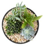 Succulent Plants Potted In Soil That Has Stones Glued On Top