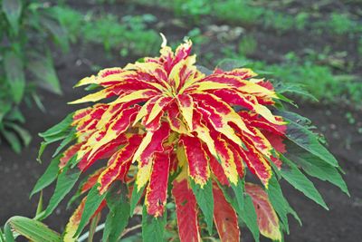 Tricolor Amartha Plant