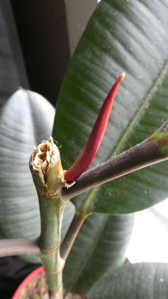 Forcing Brancing on Rubber tree