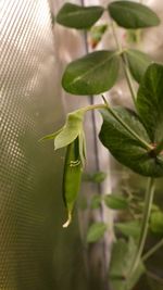 Indoor Pea Plant