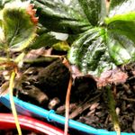Strawberry Plant With Rhizoctonia Rot
