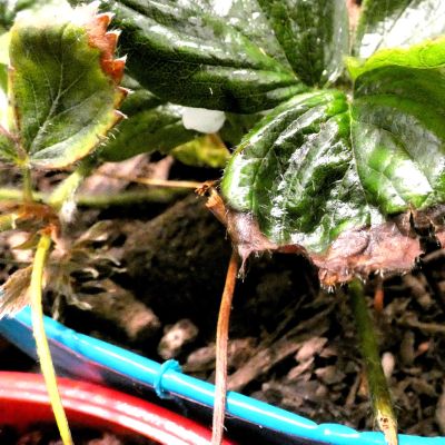 Strawberry Plant With Rhizoctonia Rot