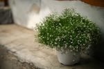 Potted Baby's Breath Plant