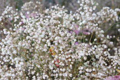 White Flowered Baby's Breath Plant
