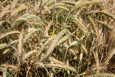 Field Of Barley Grain