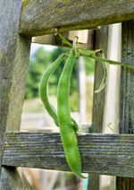 Beans Growing From Vine
