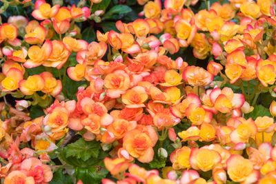 Orange Begonia Flowers