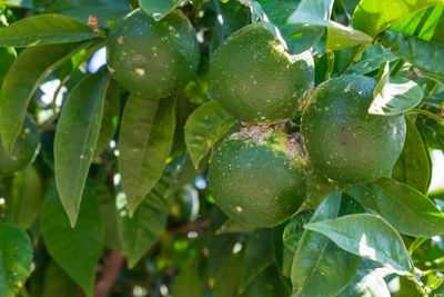 Citrus Scab Disease On Citrus Fruits