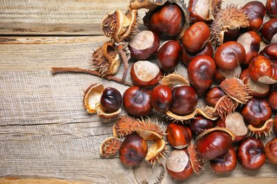 Pile Of Toxic Horse Chestnuts On Wooden Table
