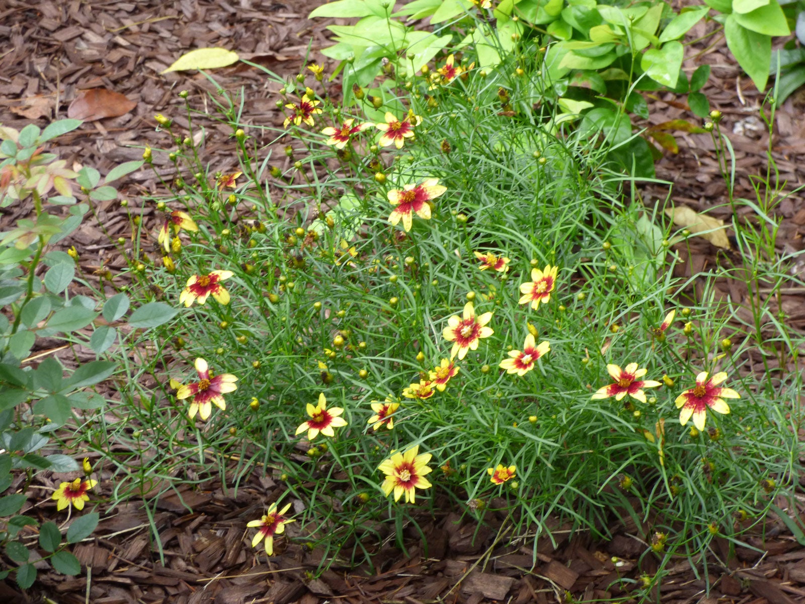 Coreopsis Plant Varieties Learn About Different Types Of Coreopsis Flowers